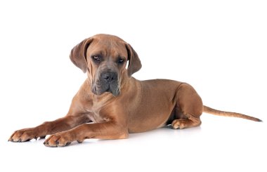 Beyaz arka planda köpek yavrusu İtalyan mastifi.