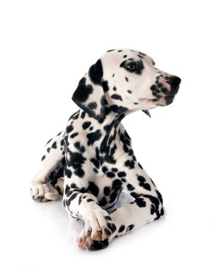 Yavru Dalmaçyalı beyaz arkaplan önünde