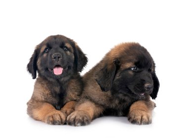 Yavrular Leonberger beyaz arkaplan önünde