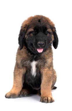 Beyaz arka planda köpek yavrusu Leonberger