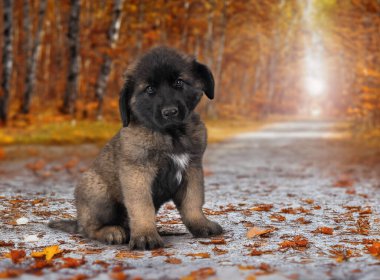 Yavru Leonberger sonbahar arkaplanının önünde