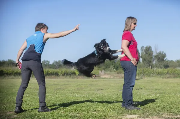 Bir çoban köpeğiyle itaat disiplini için köpek eğitimi.