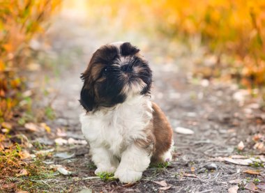 Yavru shih tzu sonbahar arkaplanının önünde