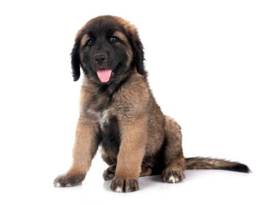 Beyaz arka planda köpek yavrusu Leonberger