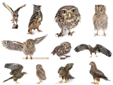 Beyaz stüdyonun önünde yırtıcı kuş resimleri.