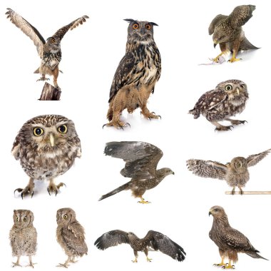 Beyaz stüdyonun önünde yırtıcı kuş resimleri.