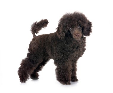 Beyaz arka plan önünde köpek yavrusu kaniş