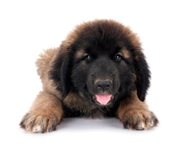 Beyaz arka planda köpek yavrusu Leonberger