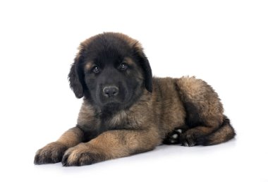 Beyaz arka planda köpek yavrusu Leonberger