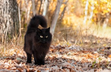 Beyaz arkaplan önünde maine rakunun melezi
