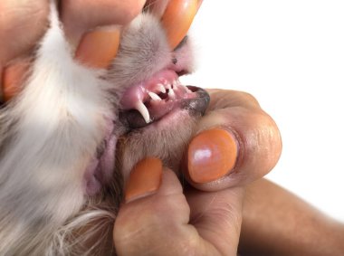 teeth of puppy cavalier king charles in front of white background clipart