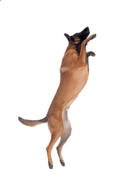 Beyaz arka planda Belçikalı çoban