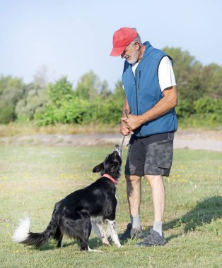 Bir çoban köpeğiyle itaat disiplini için köpek eğitimi.