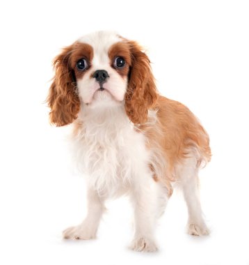 Beyaz arka planda köpek yavrusu süvari kral Charles