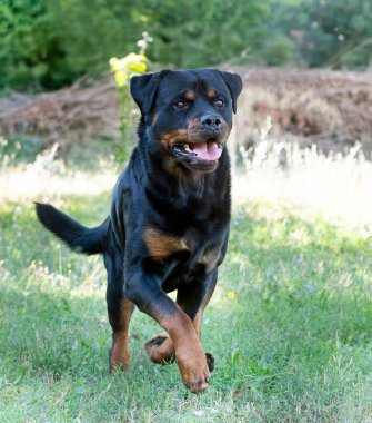 Genç Rottweiler yazın doğada kalıyor.