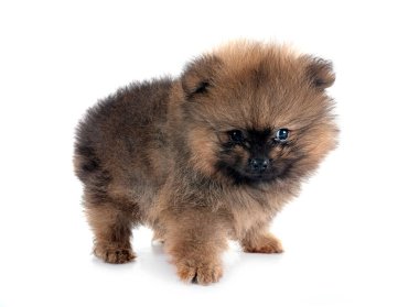 Beyaz arkaplan önünde genç pomeranian