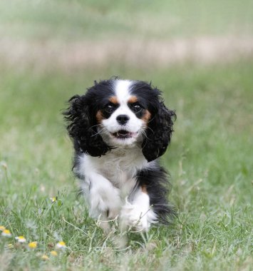 Süvari Kral Charles doğada, bir bahçede kalıyor.