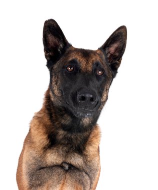 Beyaz arka planda Belçikalı çoban