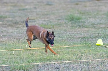 Malinois doğada itaat disiplini eğitimi alıyor.