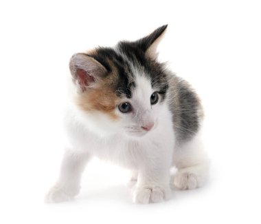 young Kurilian Bobtail in front of white background clipart