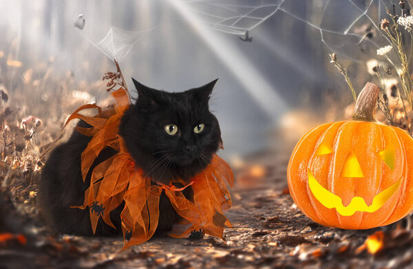 crossbred of maine coon and halloween in front of naturebackground