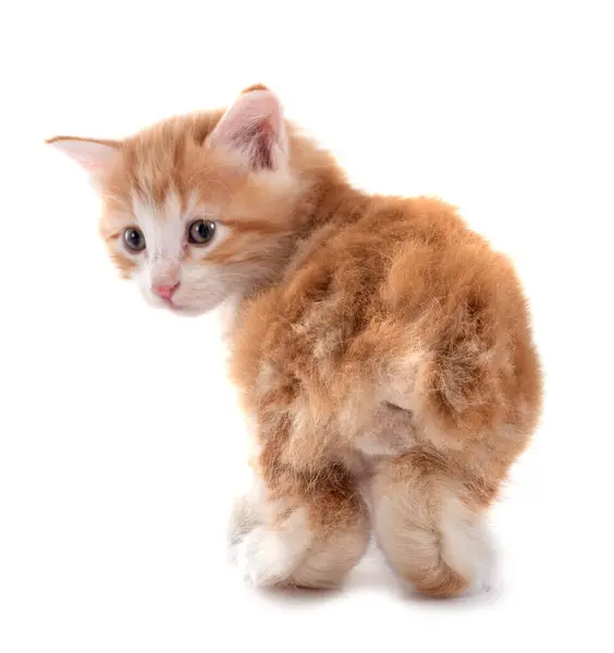 stock image young Kurilian Bobtail in front of white background