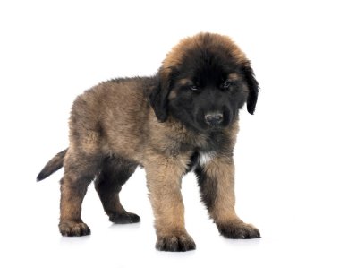 Beyaz arka planda köpek yavrusu Leonberger