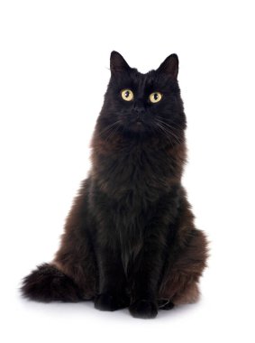 Beyaz arkaplan önünde maine rakunun melezi