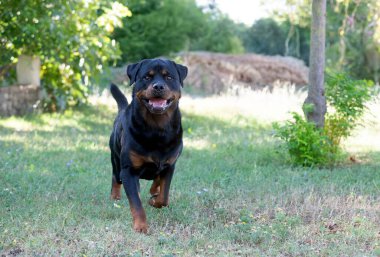 Genç Rottweiler yazın doğada kalıyor.