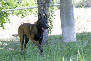 Genç Belçikalı çoban doğada yürüyor.