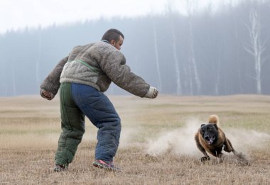 Genç Belçikalı çoban köpeği doğada güvenlik eğitimi alıyor.