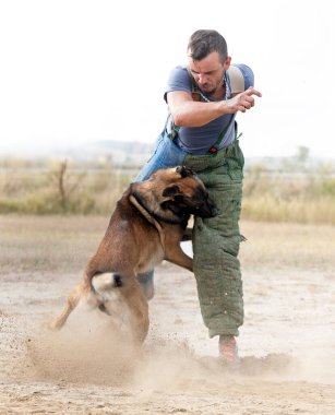 Genç Belçikalı çoban köpeği doğada güvenlik eğitimi alıyor.