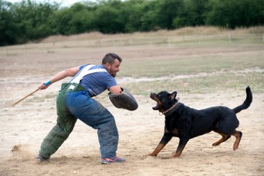 Genç Rottweiler koruma sporu ve polis eğitimi alıyor.