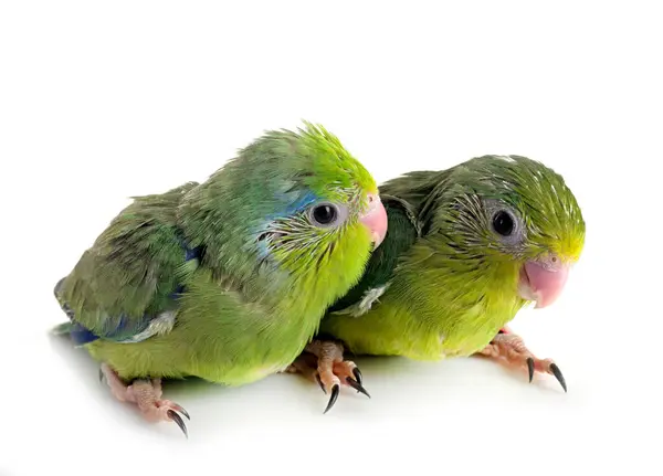 stock image young Pacific parrotlet in front of white background