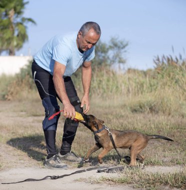 young belgian shepherd training in the nature for security clipart