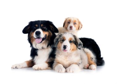 Beyaz arka plan önünde Avustralyalı çoban