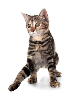 Beyaz arkaplanın önündeki genç kedi