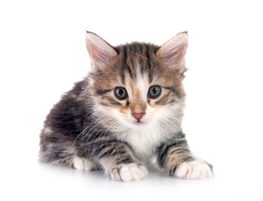 Genç Kurilian Kış Kuyruğu beyaz arkaplan önünde