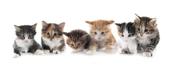 stock image young Kurilian Bobtails in front of white background