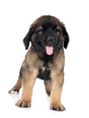 Beyaz arka planda köpek yavrusu Leonberger