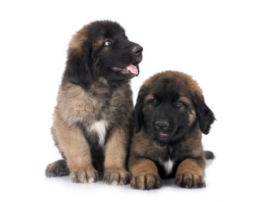 Yavrular Leonberger beyaz arkaplan önünde