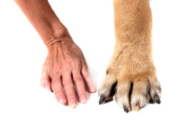 Kahverengi Boerboel beyaz arkaplan önünde