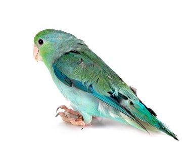 Pacific parrotlet in front of white background clipart