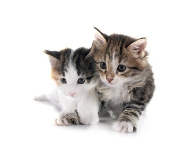 Genç Kurilian Kış Kuyruğu beyaz arkaplan önünde