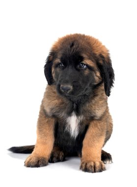 Beyaz arka planda köpek yavrusu Leonberger