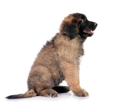 Beyaz arka planda köpek yavrusu Leonberger