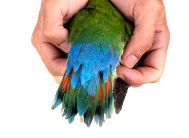 Güzel aşk kuşu beyaz arka planda