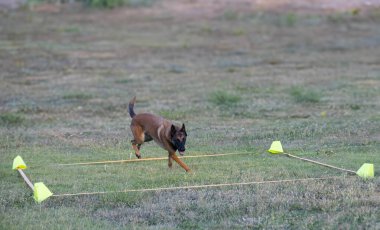 Malinois doğada itaat disiplini eğitimi alıyor.