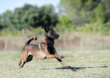 Malinois doğada itaat disiplini eğitimi alıyor.