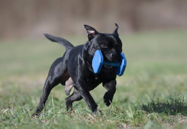  St.Fordshire Boğa Teriyeri itaat disiplini eğitimi alıyor.